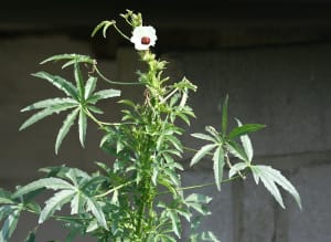 kenaf, tanaman mirip ganja hemp